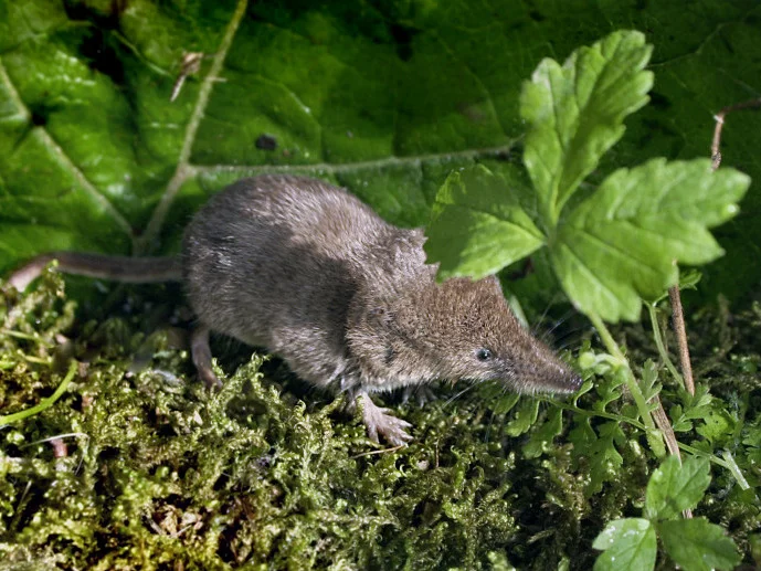 Photo of Laxmann-sepikmuissyner (Sorex caecutiens)