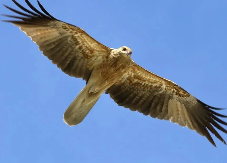 Firehawks: Raptors That Weaponize Fire
