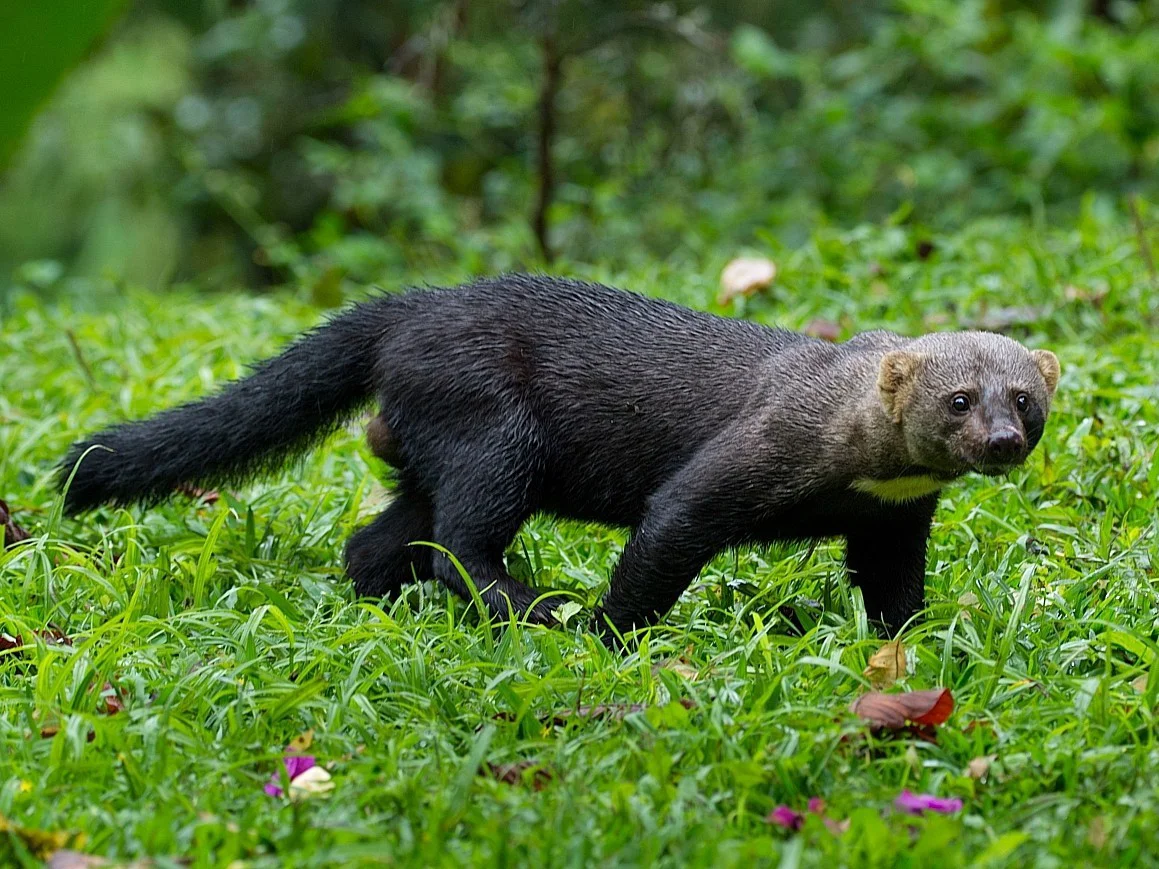 Gewone tayra