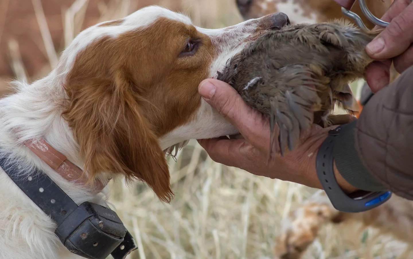 Bird hunting along the Umm al-Rbiya River: a unique experience in the heart of Morocco