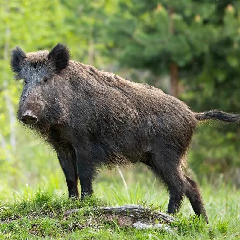 Ambitious Australia‑Wide Hunting Project Aims to Gather 10,000 Feral Pig Ears for Landmark Eradication Research