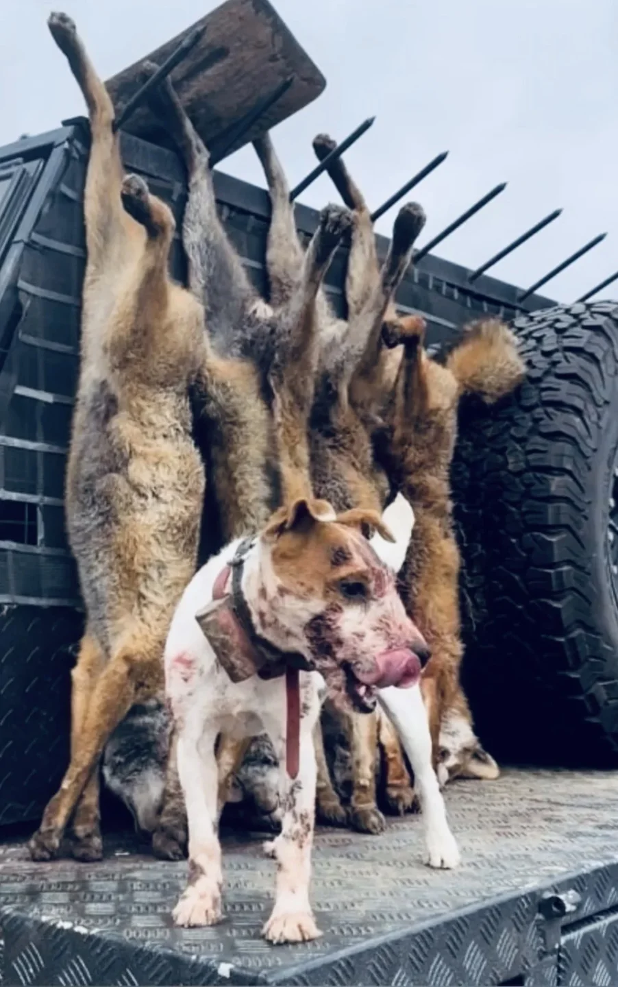 The Parson Russell Terrier: A Hunter's Compact Powerhouse