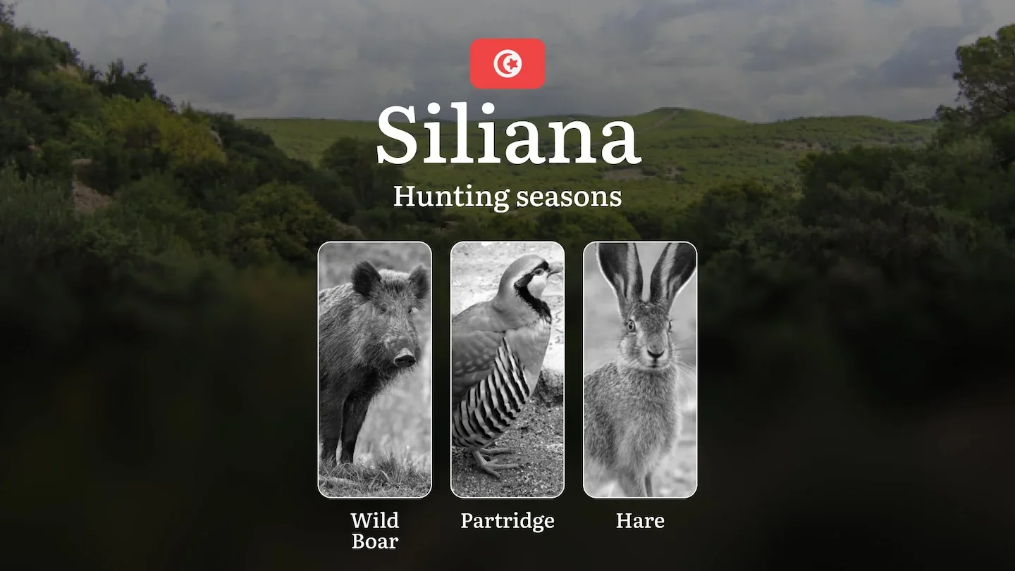 Hunting Seasons in SILIANA: Key Regulations, Protected Species, Legal Requirements and Practical Recommendations