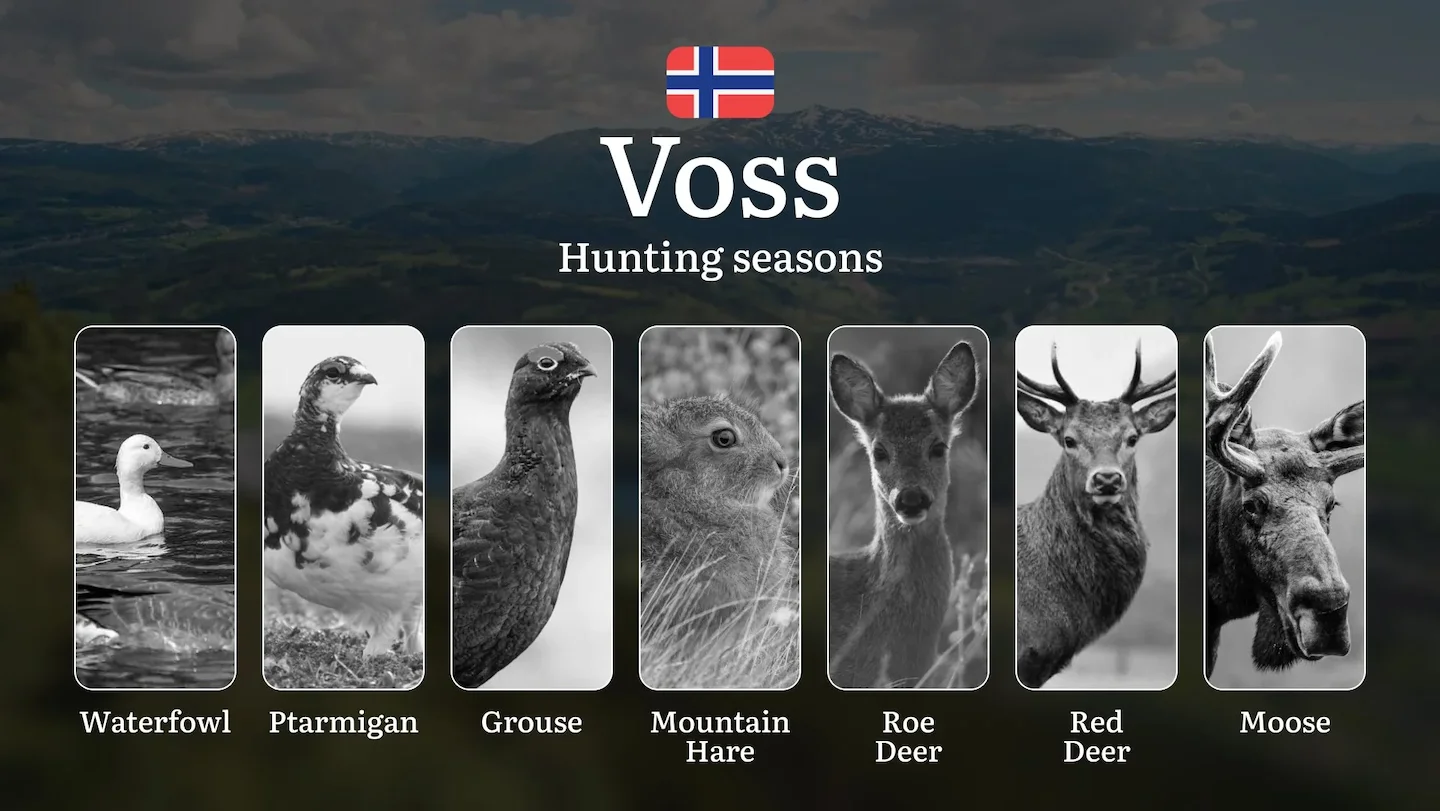 Voss: Hunting Seasons and Timing, Regulations and Licensing, Required Documents and Procedures, Tips for Hunters