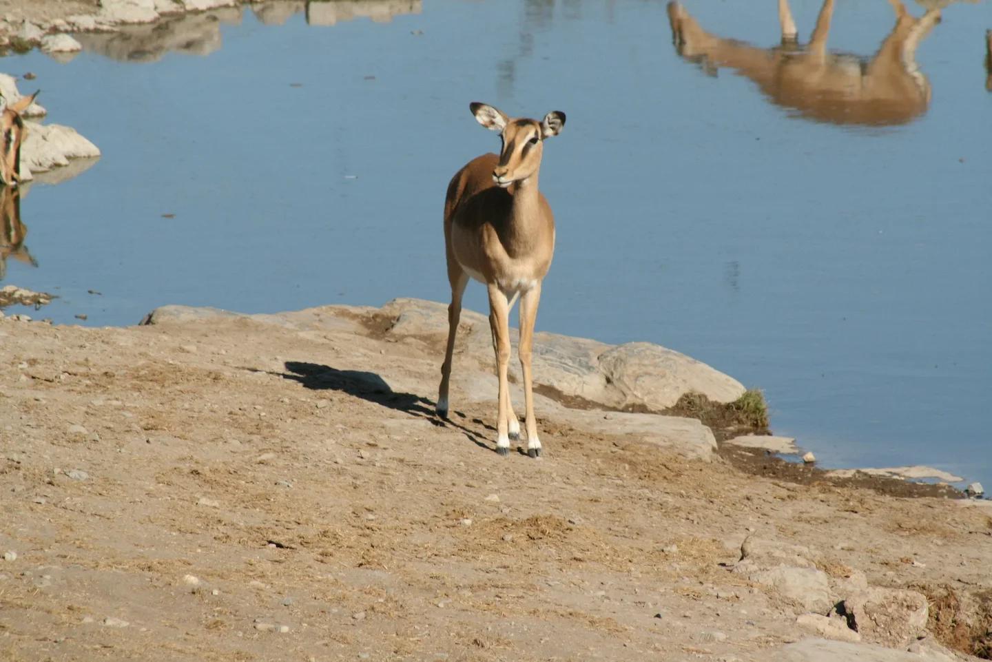 Ultimate Hunting Guide to LUGENDA, Mozambique: Wildlife, Seasons, Techniques, and Laws