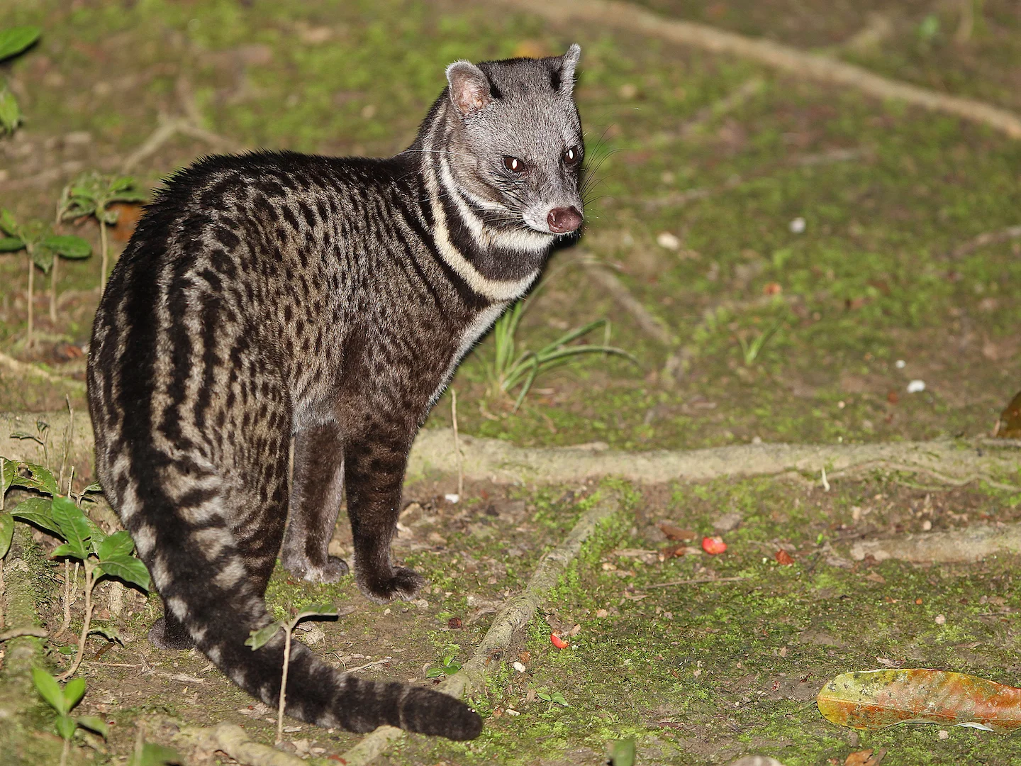 Photo of Maleisiese civetkat (Viverra tangalunga)