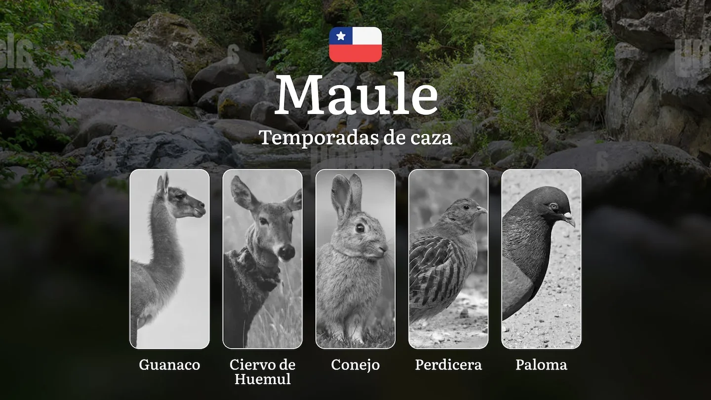 Fechas de caza en la región del Maule, Chile: temporadas y características, permisos y mejores épocas para cazar, prohib…