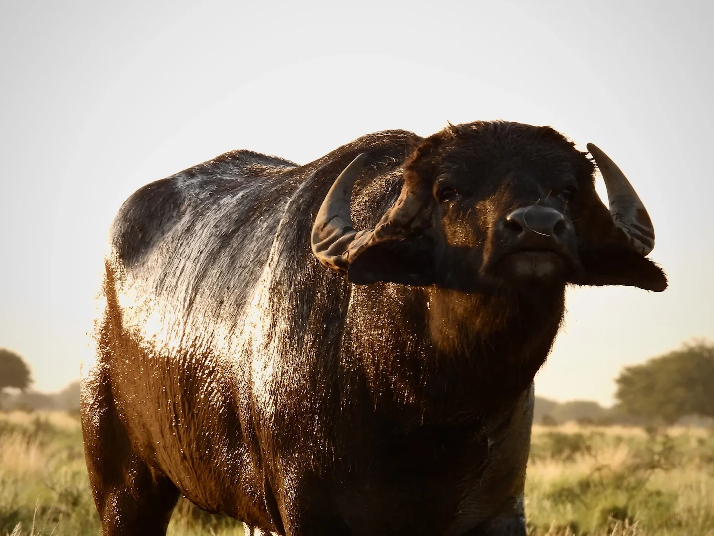 The water buffalo — powerful, massive, and fearless.
