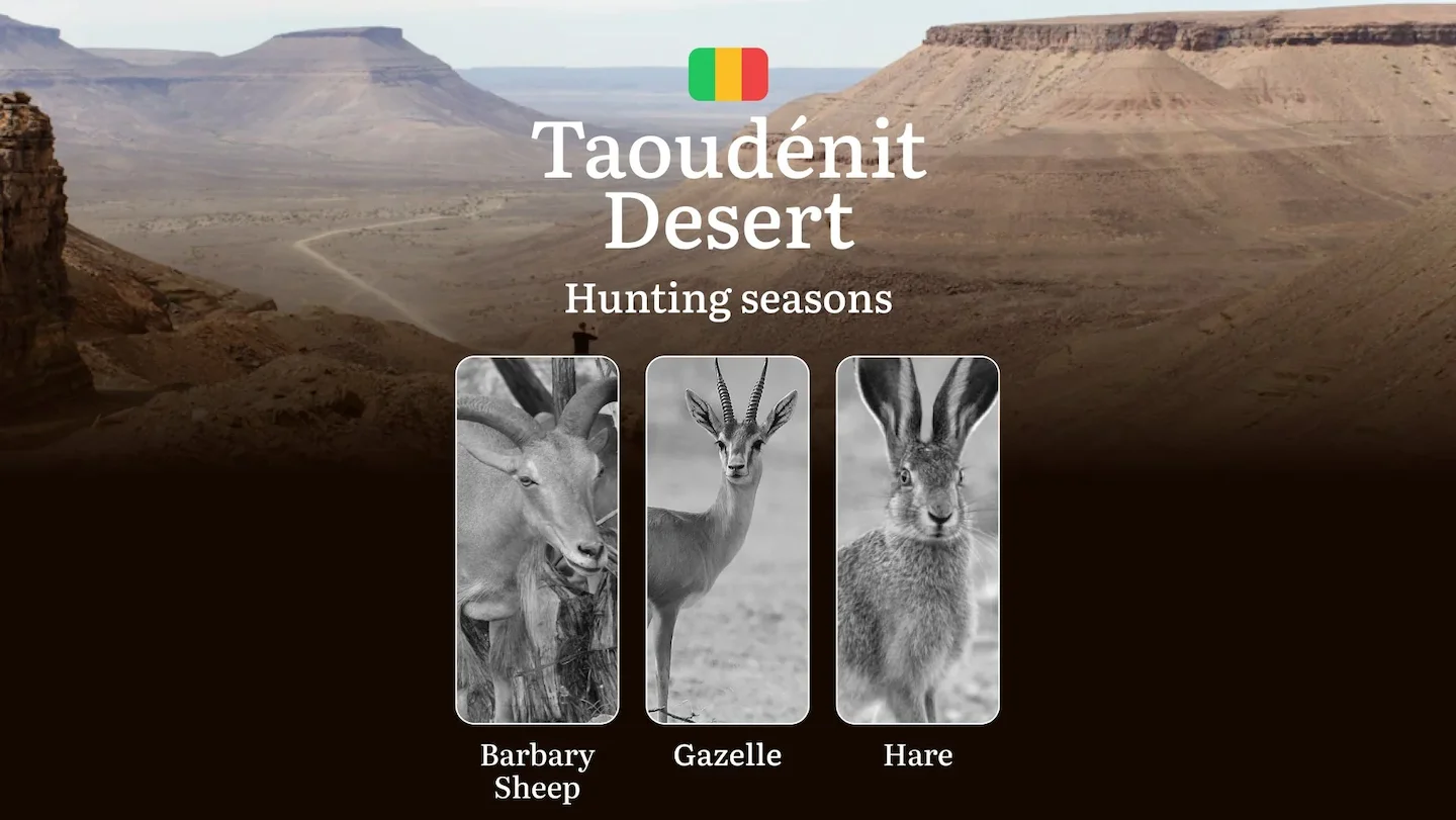 Hunting Season Schedule in Taoudénit Desert: Year-Round Huntable Species, Game Movement by Season, and the Procedure for…