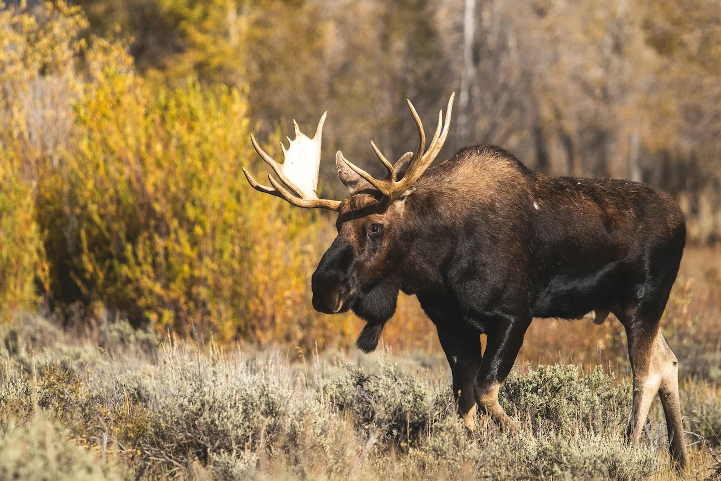 Ontario: deux Américains condamnés à 10 000 $ d’amende pour chasse illégale à l’orignal