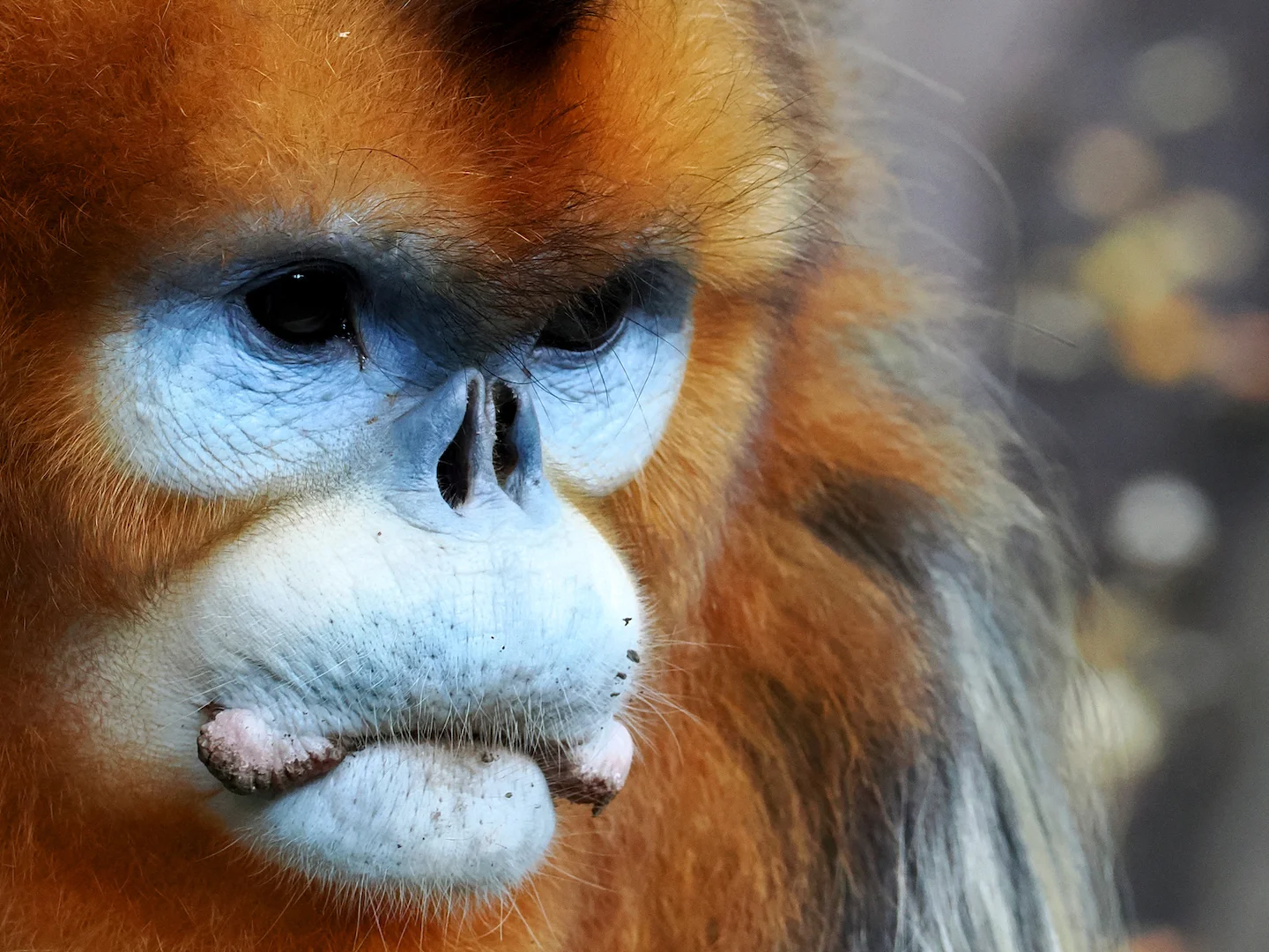 Photo of Goudsnubbe-aap (Rhinopithecus roxellana)