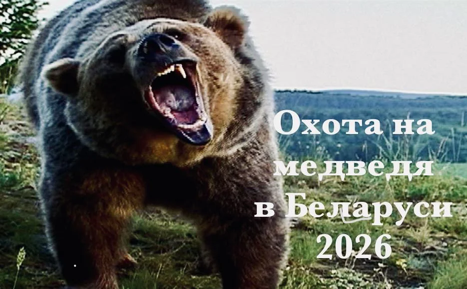 Охота на медведя 2026: старт сезона, правила и главные нововведения
