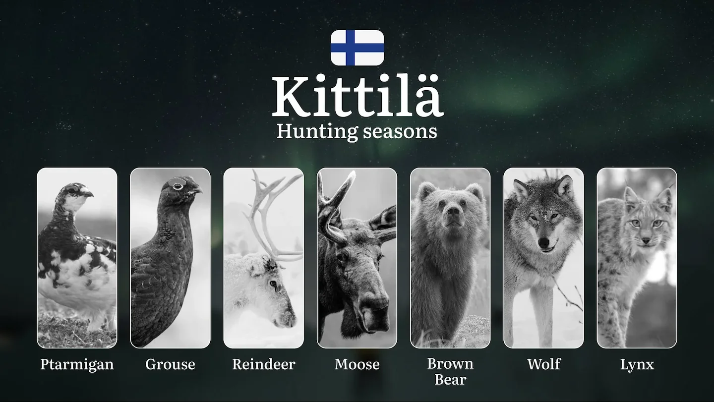 Hunting Seasons in KITTILÄ: Key Periods, Licensing Requirements, Smart Strategies, Restrictions and Conservation Measure…