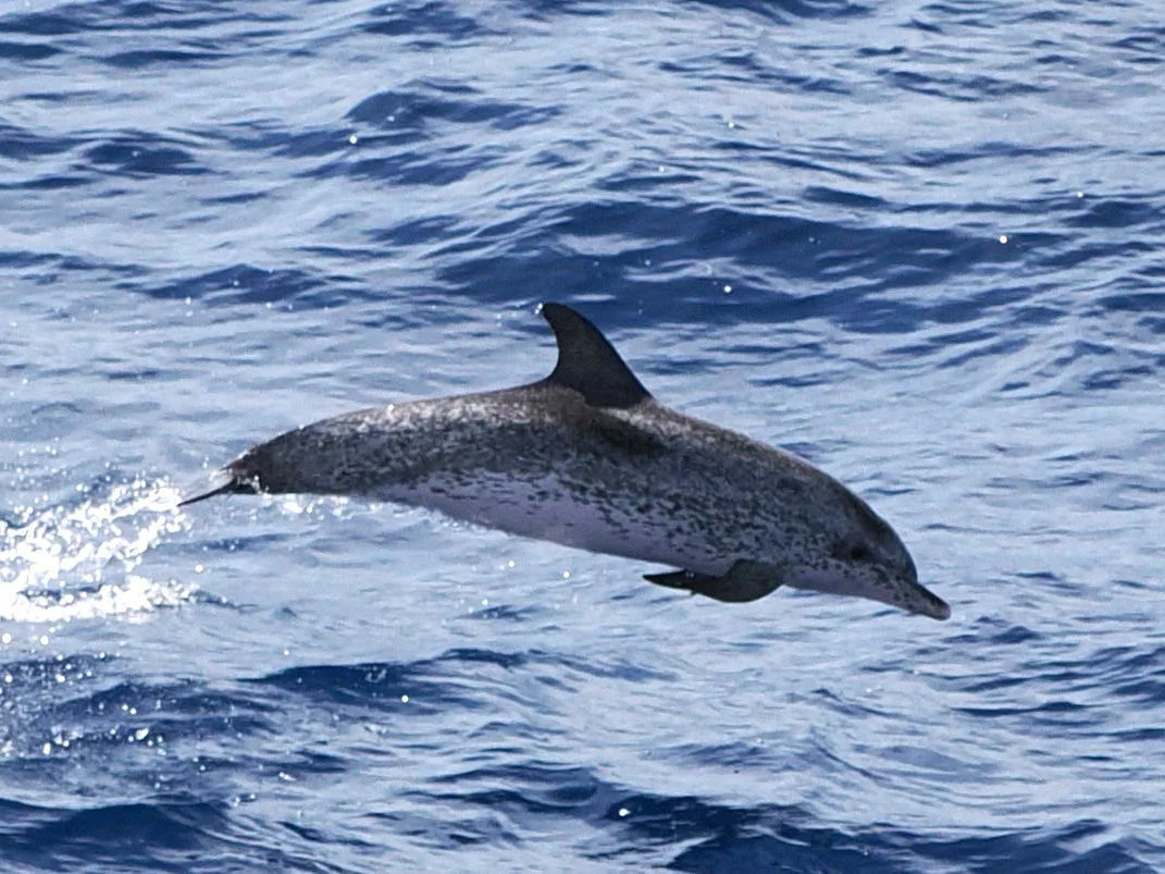 Photo of Atlantiese gevlekte dolfyn (Stenella frontalis)