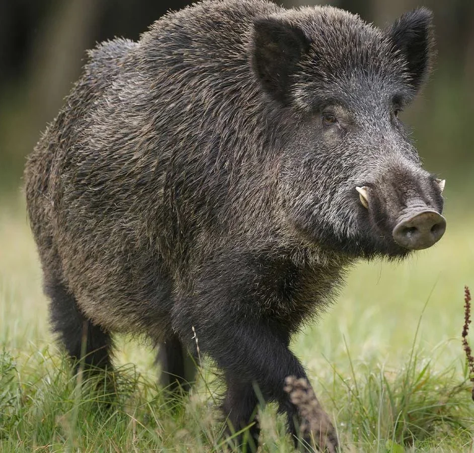 Illegal Wild Boar Releases Confirmed by DNA Testing