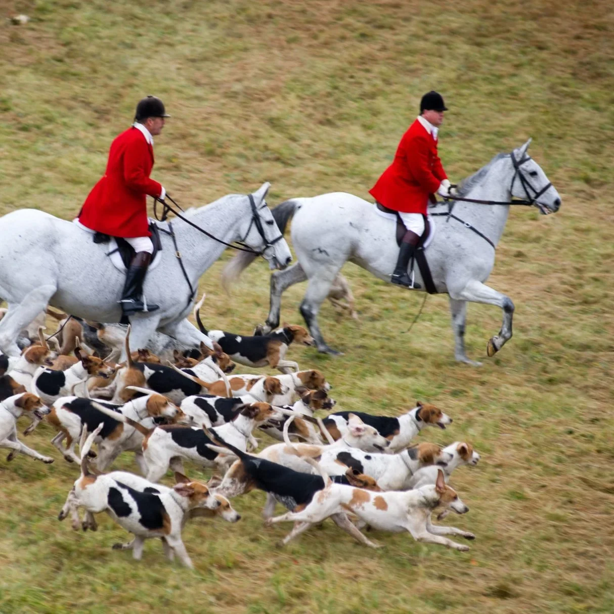 Fox Hunting Ban in Ireland: Why Rural Communities Say the 2025 Bill Threatens More Than Tradition