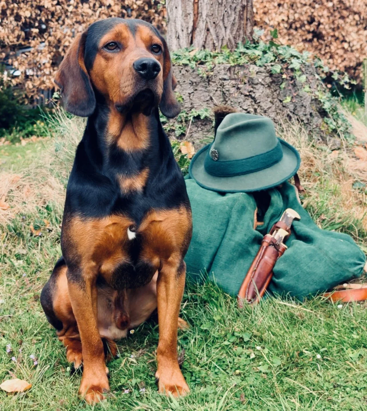 Tyrolean Hound Hunting Dog Review: History, Training, and Field Performance