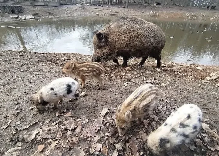 Podivný přírůstek u divočáků v brněnské oboře.
