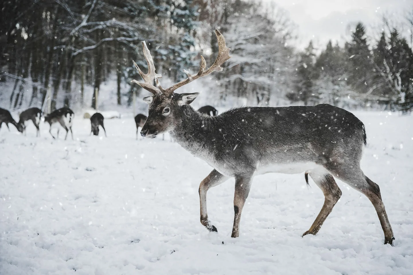 Wild im Schnee: Mythen und Fakten