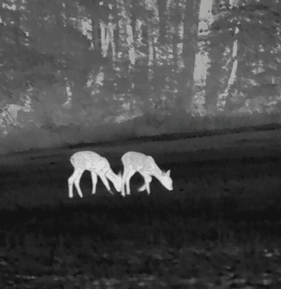 Thermal Imaging Transforms Deer Control in Australia’s Bush Capital