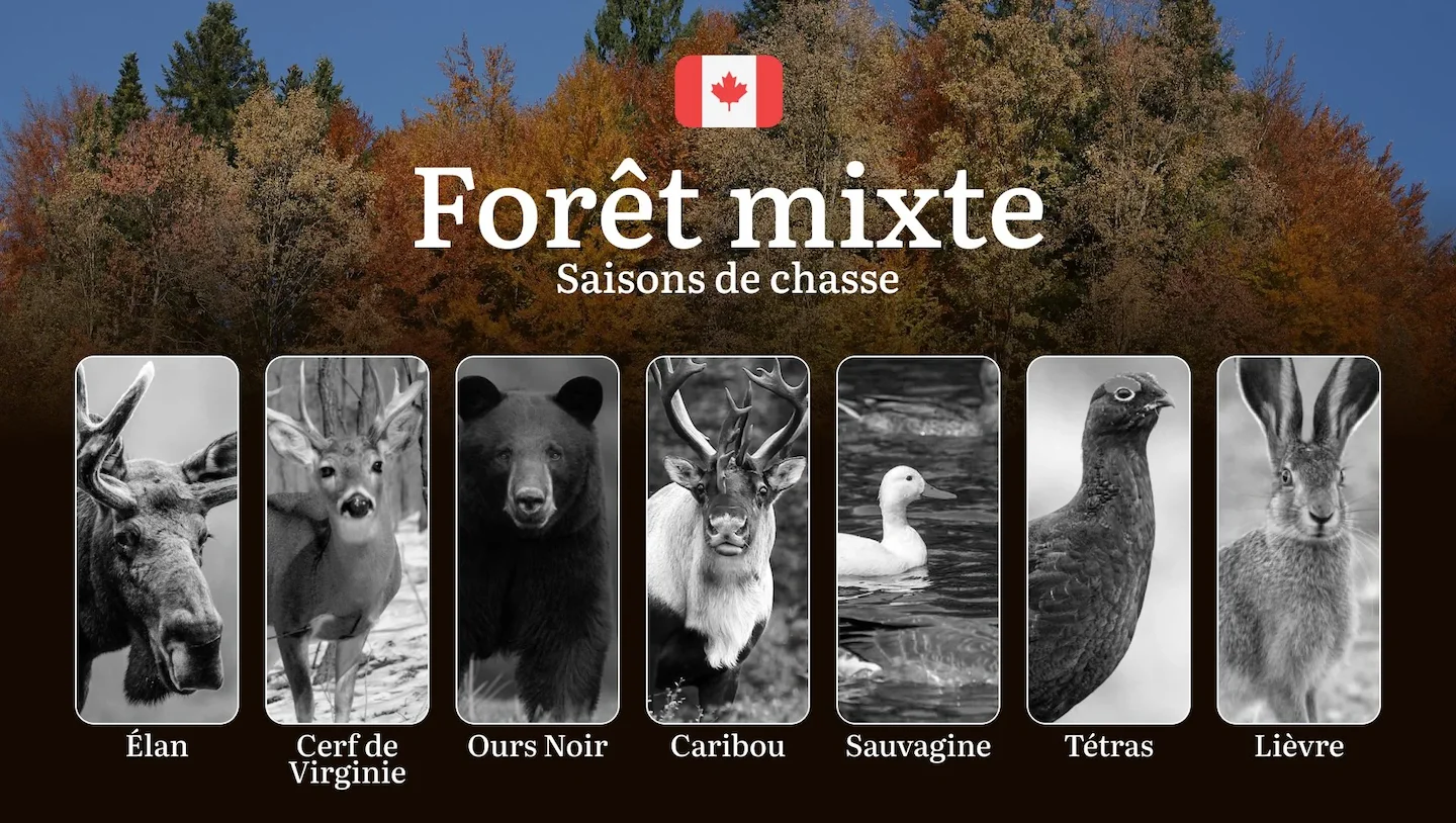 Saisons de chasse en FORÊT MIXTE (Canada): réglementation complète et stratégies expertes