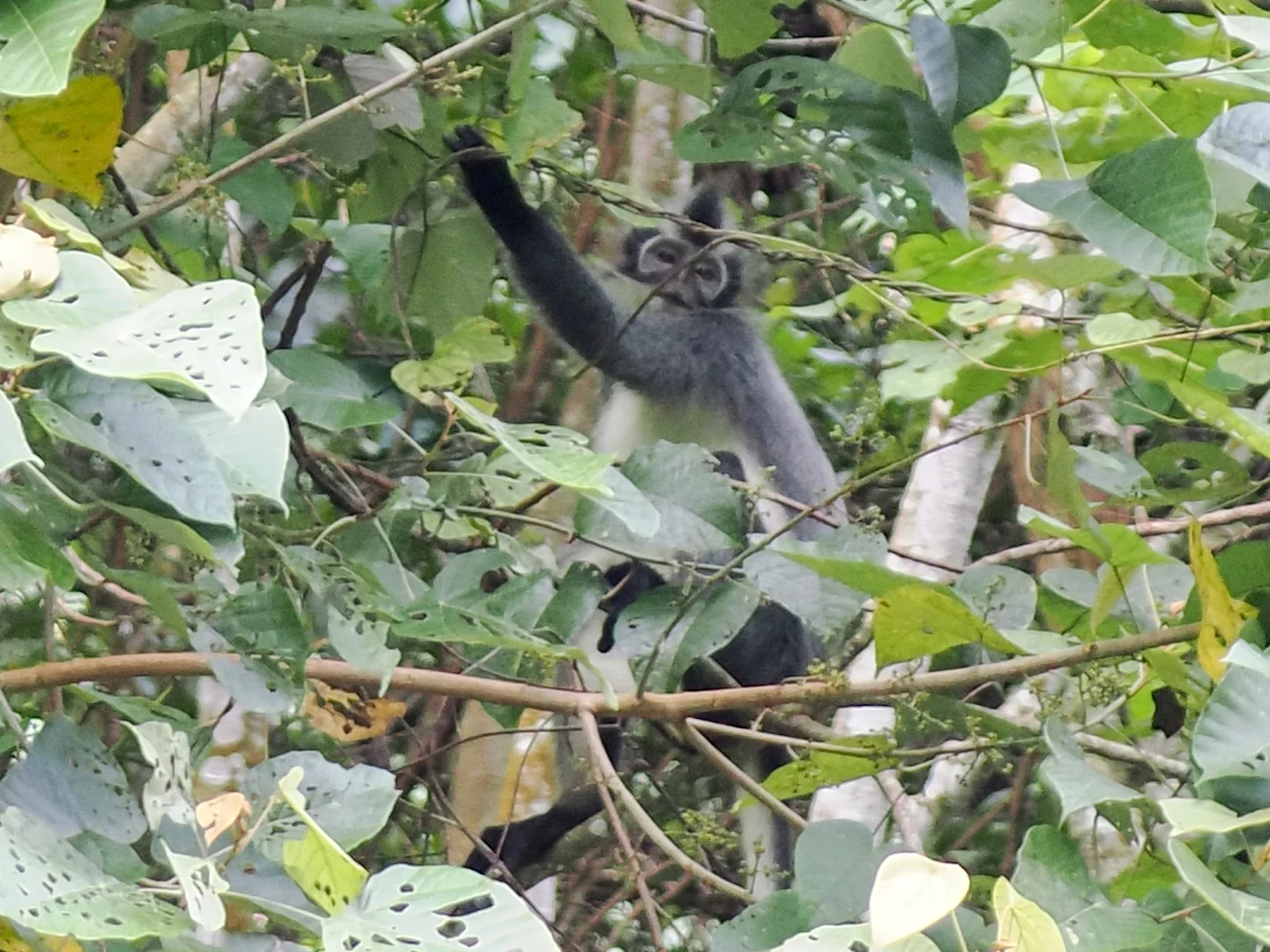 Photo of Thomas-se-langur (Presbytis thomasi)