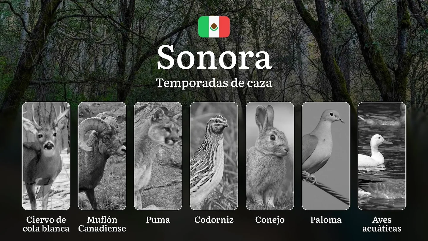 Temporadas y períodos de caza en Sonora: Periodos Legales, Comportamiento de la Fauna y Requisitos para Cazadores