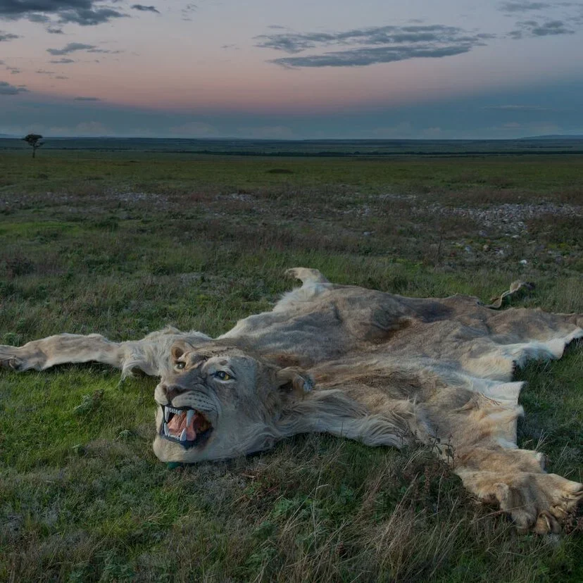 Trophy Hunting Import Ban: Why UK Lawmakers Face Growing Pressure Despite U