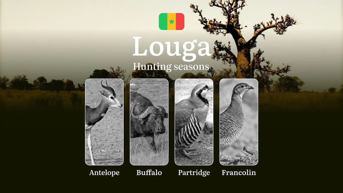 Hunting Seasons in LOUGA Region, Senegal: Hunting Periods, Licences, Rules and the Time for Hunting