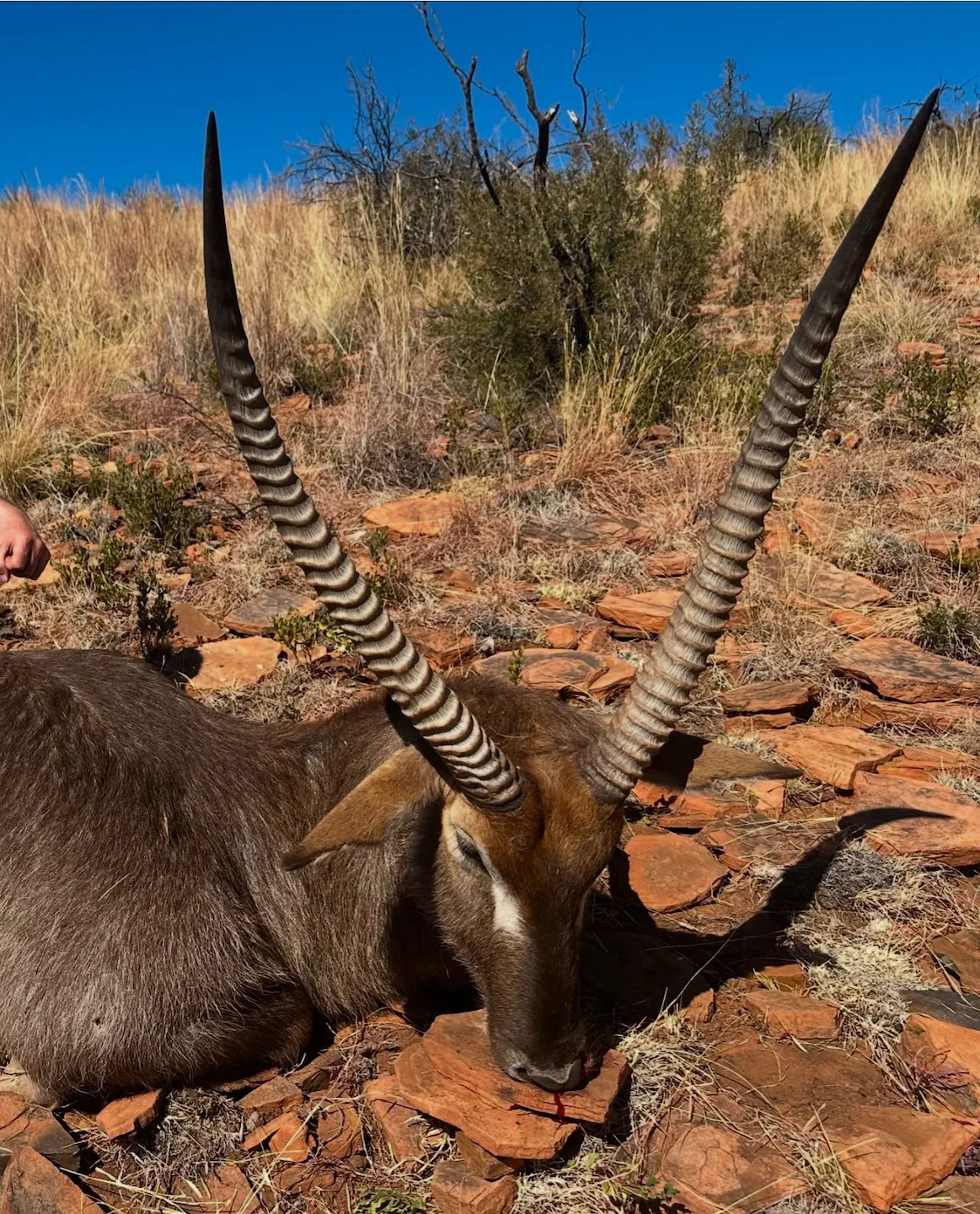 African hunting stories added 1 photo