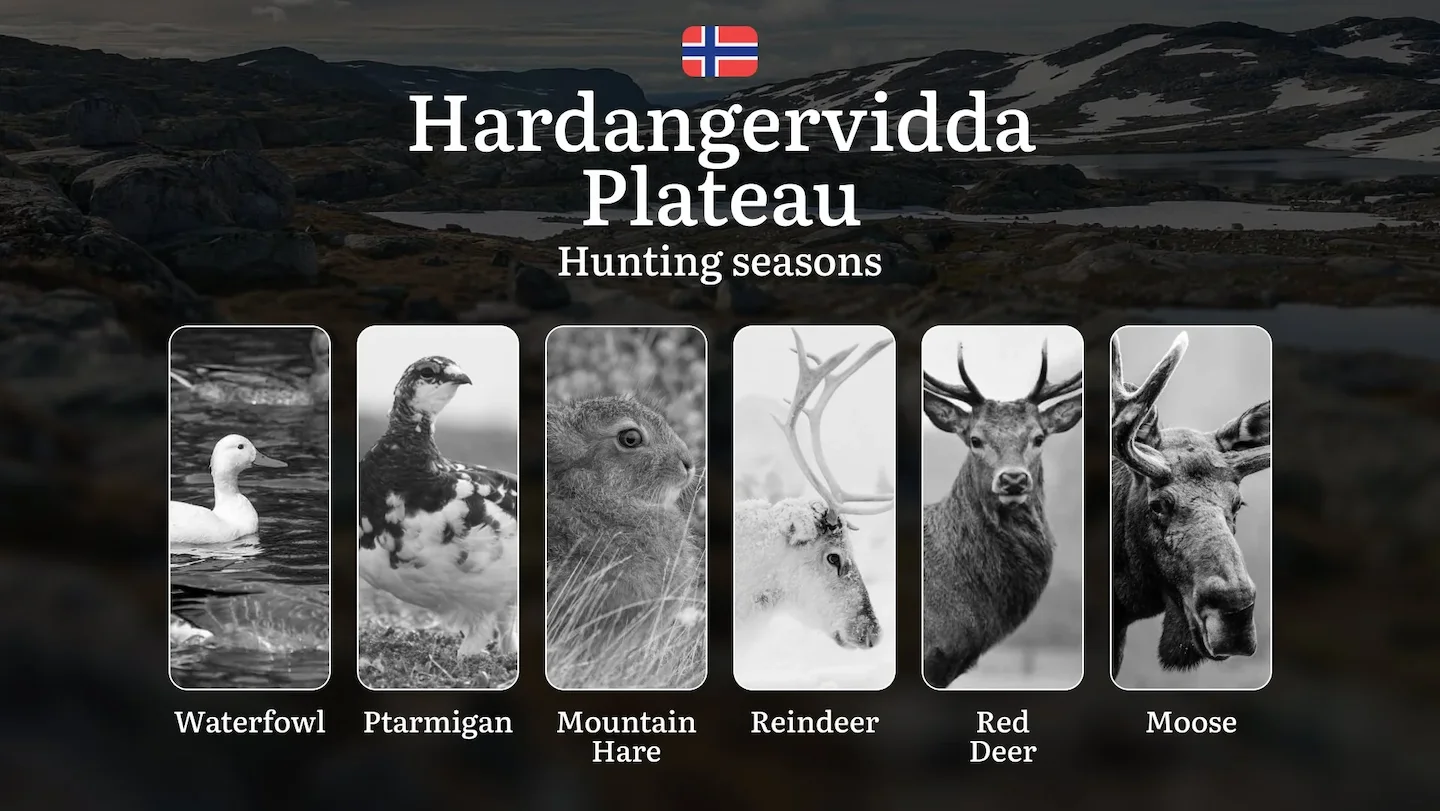 Hunting Periods and Permits in Hardangervidda Plateau: A Detailed Look at Game Movement Throughout the Year, Seasonal Li…