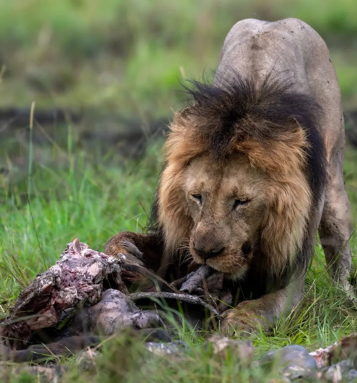 African hunting stories added 1 photo