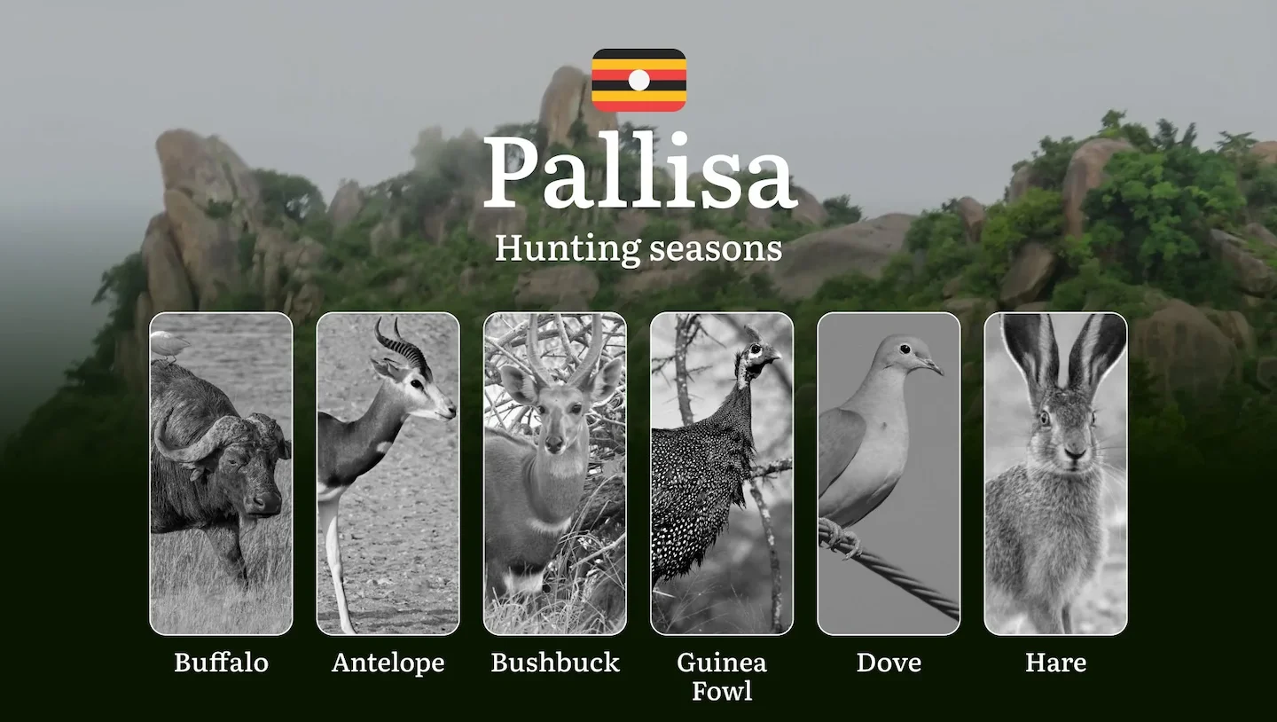 Hunting Date Ranges in Pallisa: Hunting Periods, Legal Limits and Seasonal Bans, Licensing Rules, Fines and Consequences…