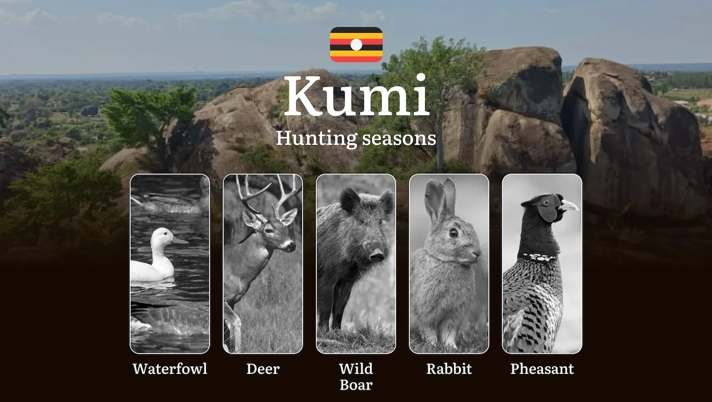 Hunting Date Ranges in Kumi: Hunting Periods, Legal Limits, Licensing Rules, Fines, and Strategic Planning