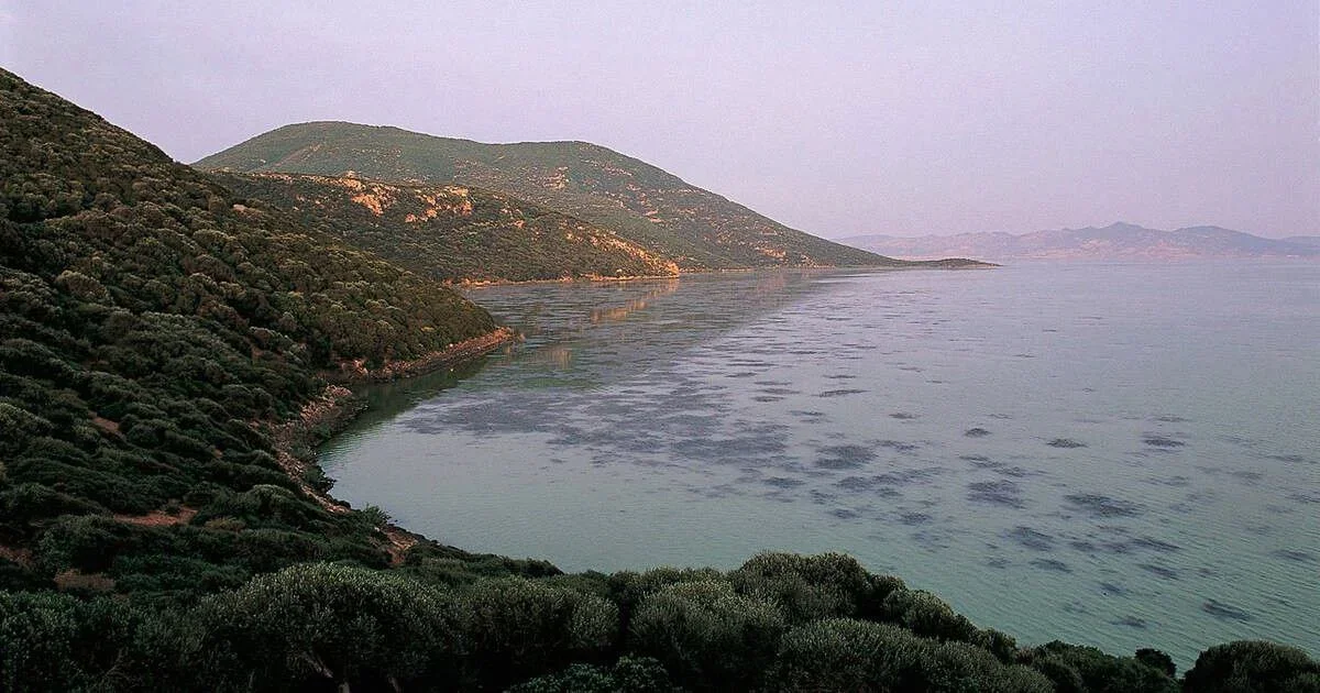 Ichkeul Lake in Tunisia Springs Back to Life After 12-Year Drought, Migratory Birds Return