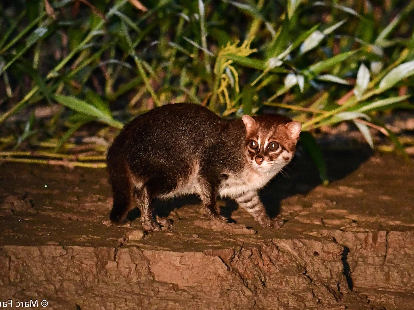 Photo of Vlakkat (Prionailurus planiceps)