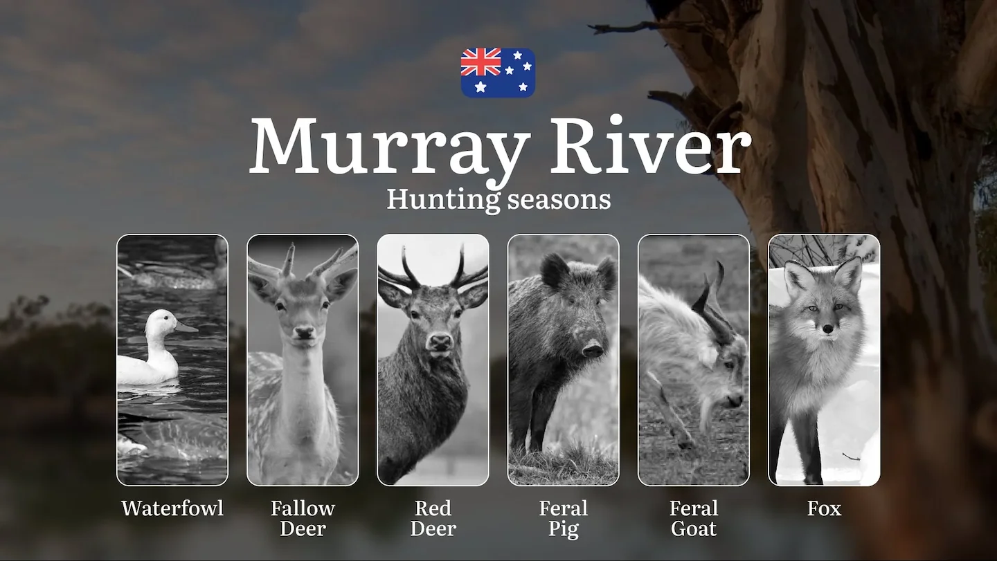Murray River Hunting Calendar: When the Waterways Come Alive - Duck, Deer and Riverland Game Pursuits