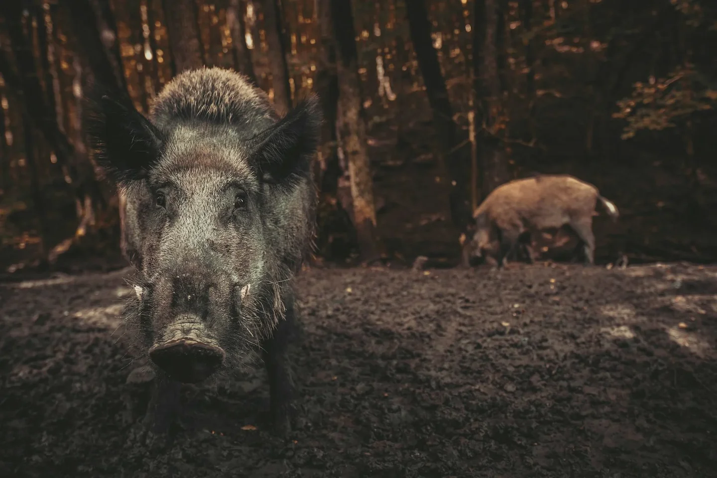Jagd im Bezirk Luzern-Land (Kanton Luzern), Schweiz: Landschaftsmerkmale, Jagdarten, Wildbestände, Abschusszeiten, Inter…