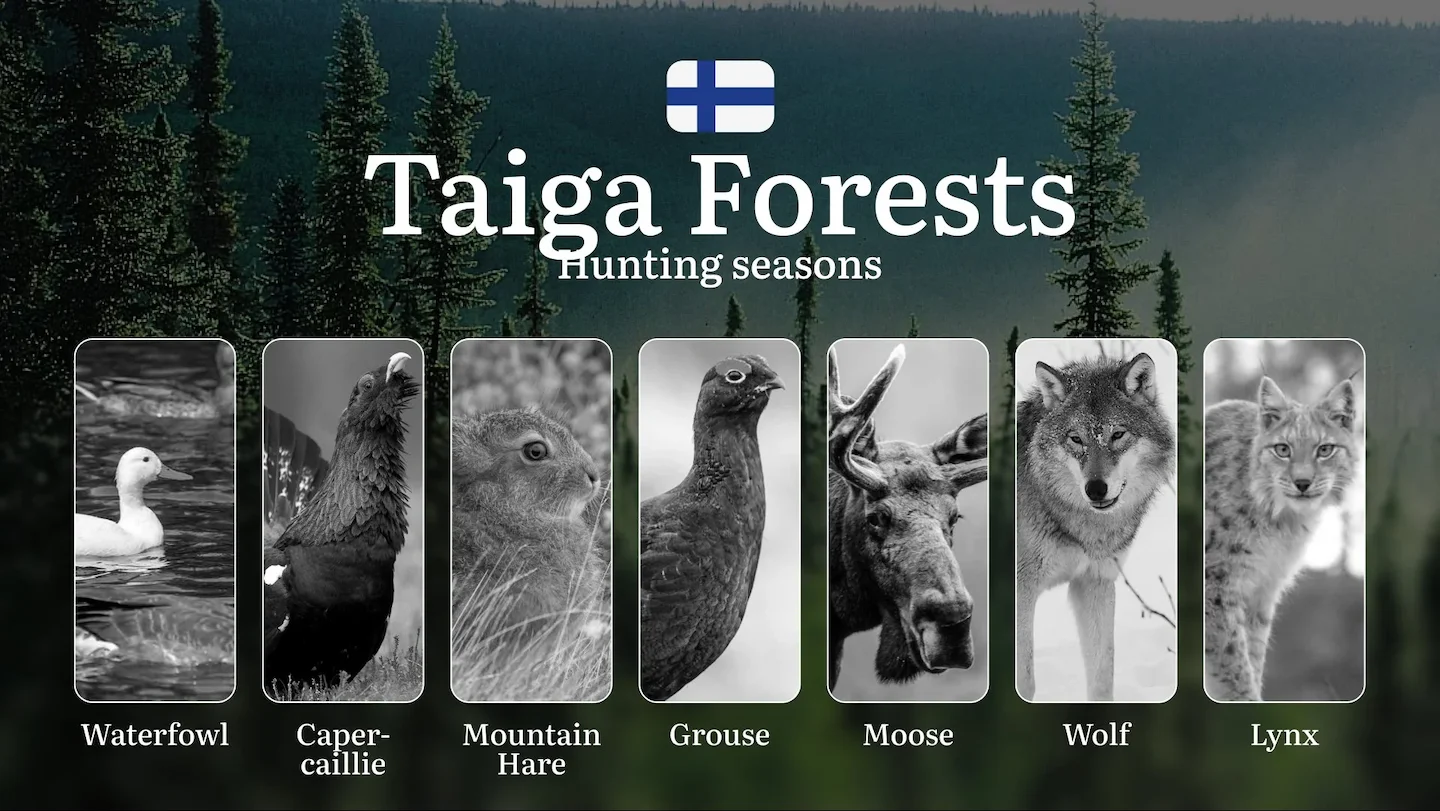 Hunting Seasons in TAIGA FORESTS: Optimal Timing, Required Permits, Penalties, Crucial Regulations and Restrictions