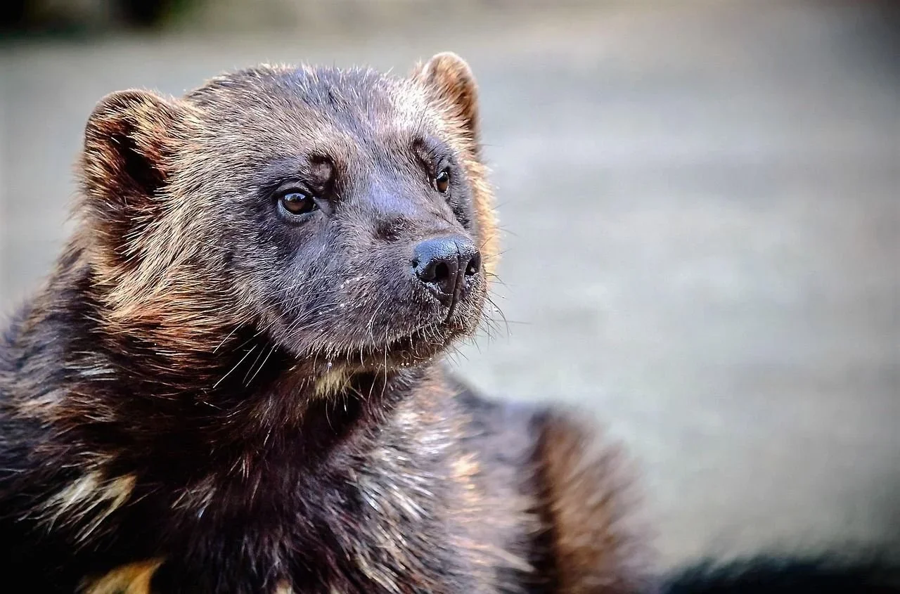 EU Habitats Directive, Large Carnivores in Finland and Legal Hunting: What Hunters and Outdoor Enthusiasts Need to Know