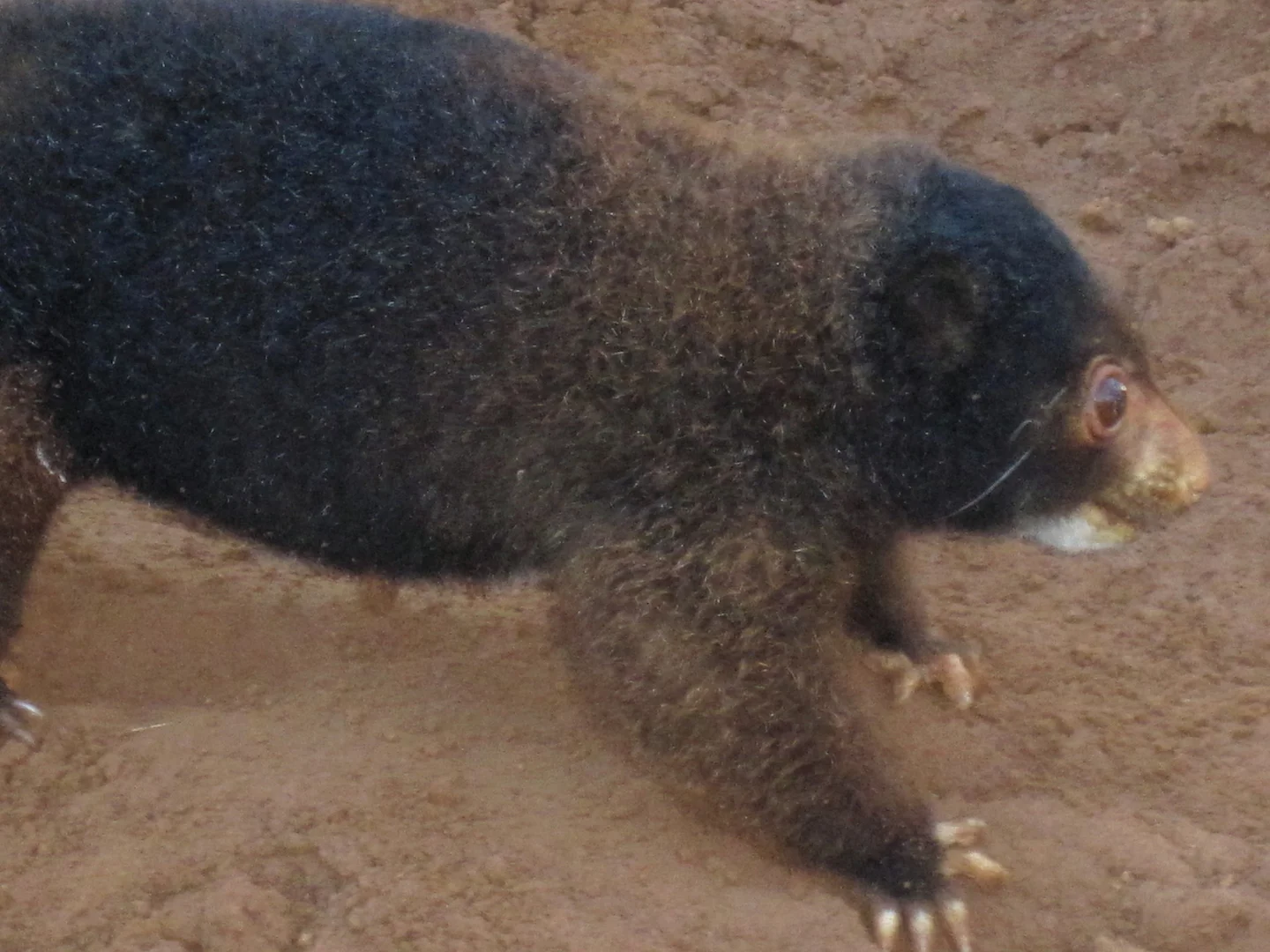 Photo of Vlek-kuskus van die Manus-eiland (Spilocuscus kraemeri)