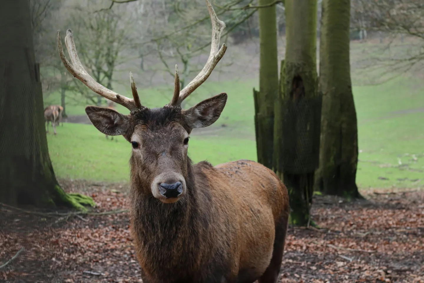 Illegale Rothirsch-Jagd: Jäger verliert Jagdschein nach Schonzeit-Verstoß