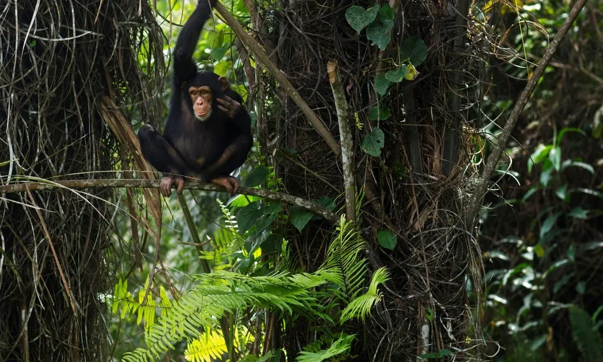 Bafing National Park: A Hunter’s Paradise Amidst West Africa’s Wilderness – Navigating Geography, Tradition, and Conserv…