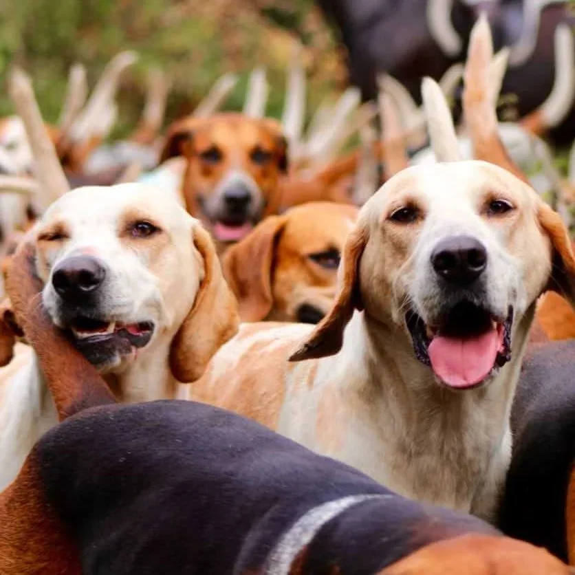 Enjoy Boxing Day Meets While We Still Can — Trail Hunting Faces a Final Blow in the UK