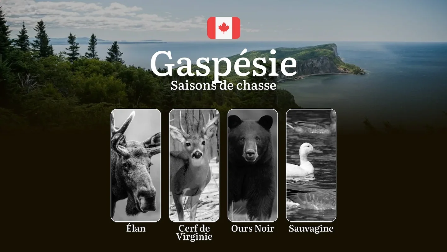 Saisons de chasse en GASPÉSIE: сalendrier complet, réglementation mise à jour et conseils