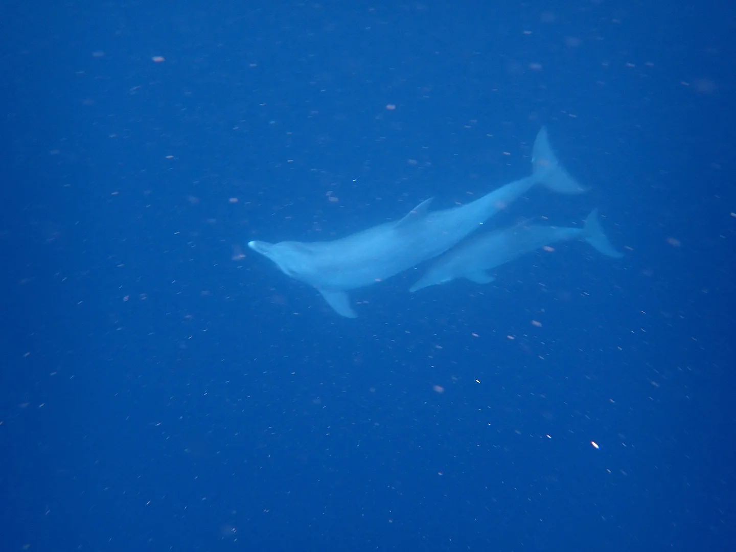 Photo of Indo-Pasifiese springvis (Tursiops aduncus)