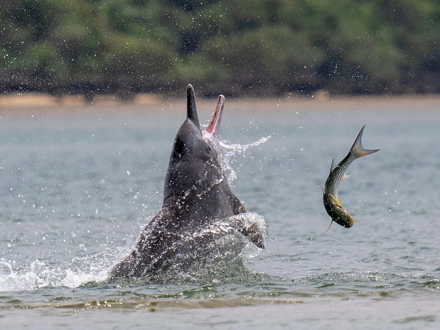 Photo of Indo-Pasifiese bultdolfyn (Sousa chinensis)