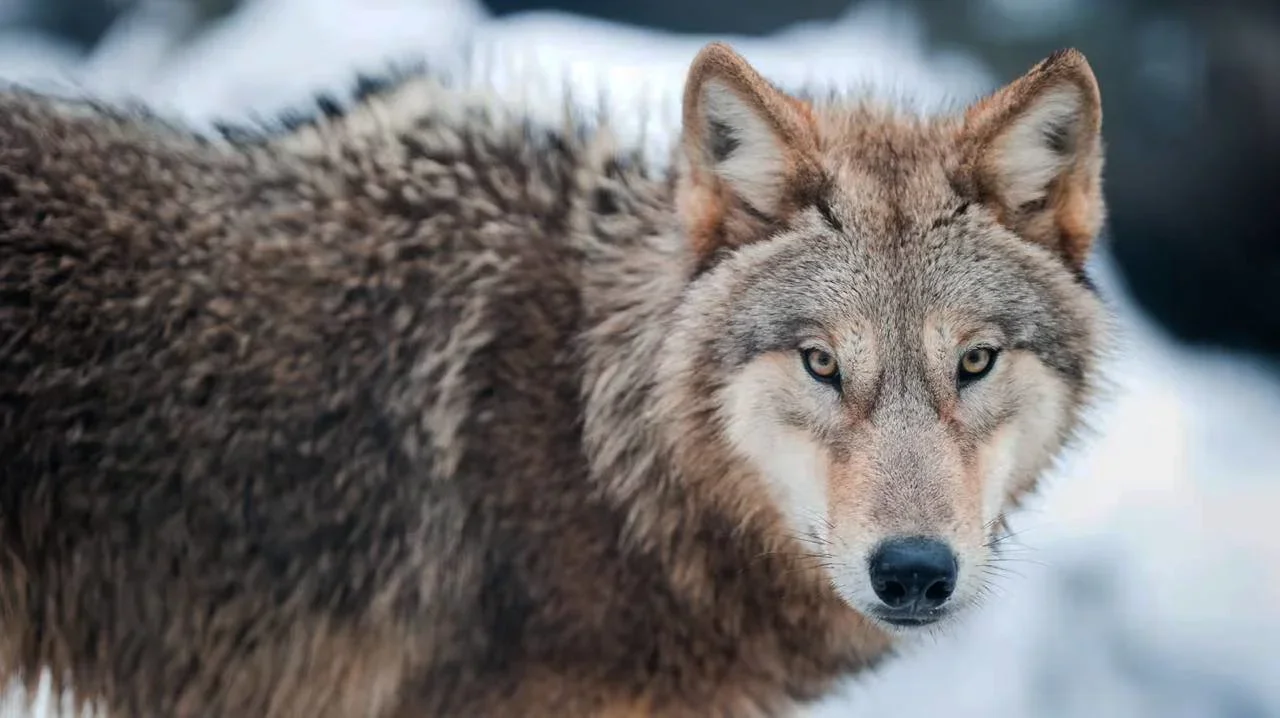 LIFE BOREALWOLF Project Concludes: Verified Wolf Data & Practical Tools for Hunters