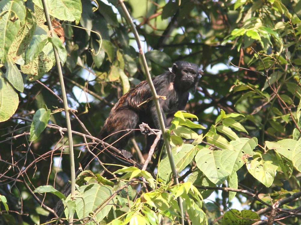 Photo of Swart-hand-tamarijn (Saguinus niger)