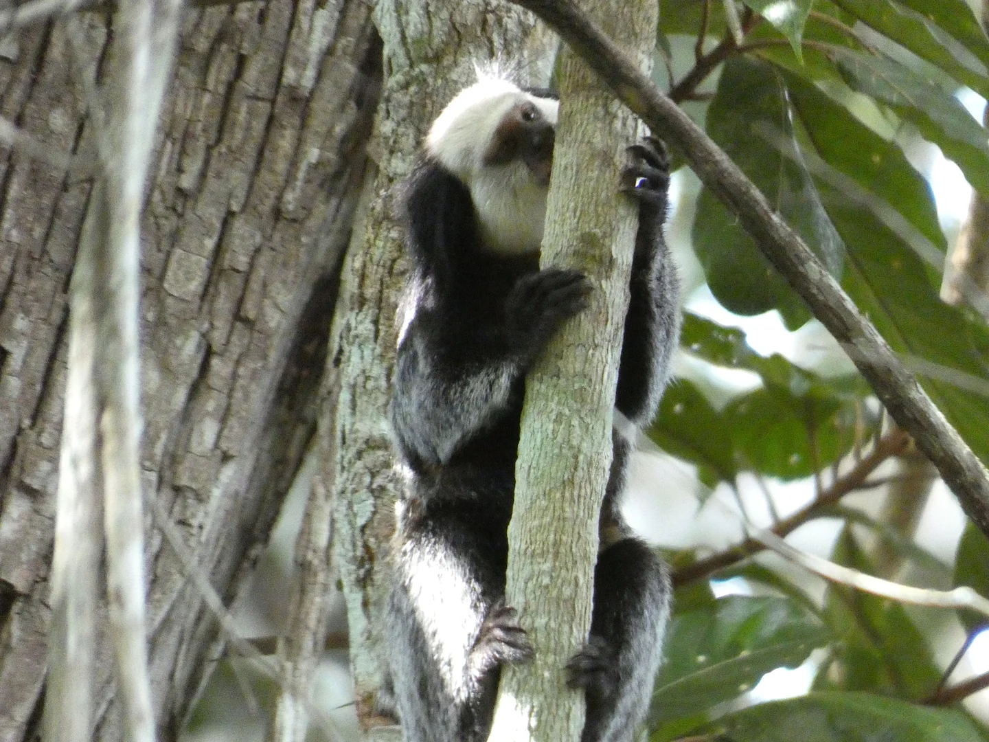 Photo of Geoffroy se kroesmarmoset (Callithrix geoffroyi)